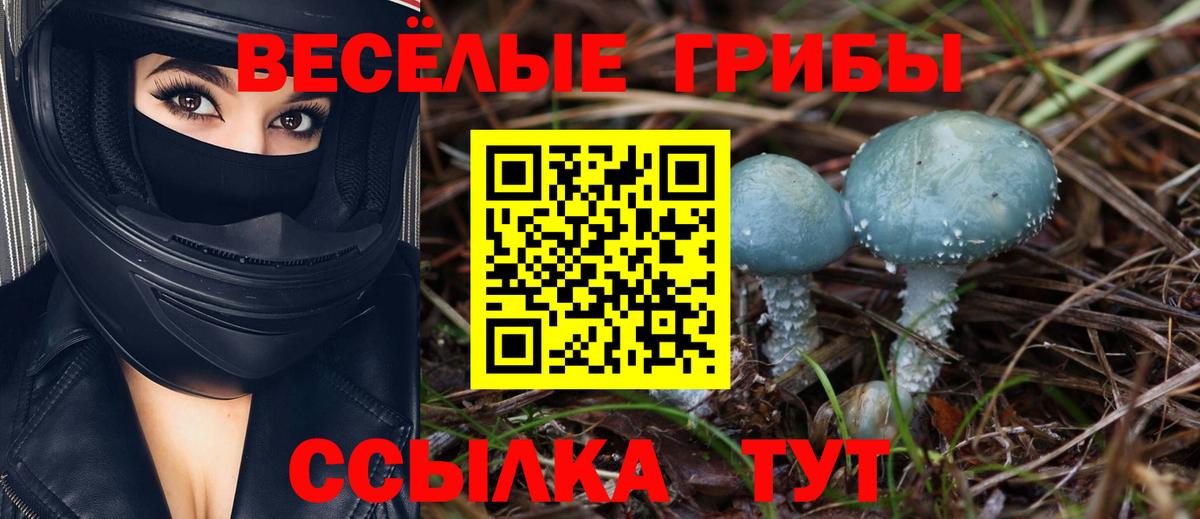 Галлюциногенные грибы Psilocybe Бутурлиновка